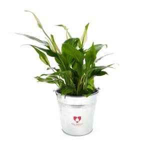 Visuel Grande Plante Déco
