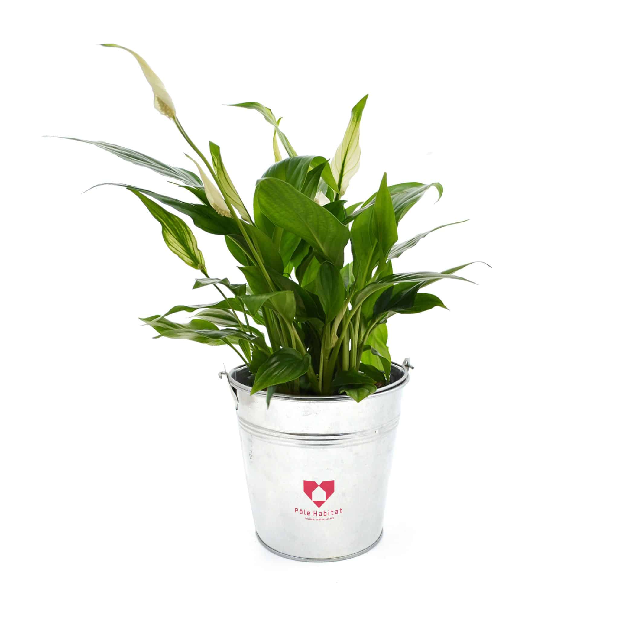 Miniature 1 pour Grande Plante Déco
