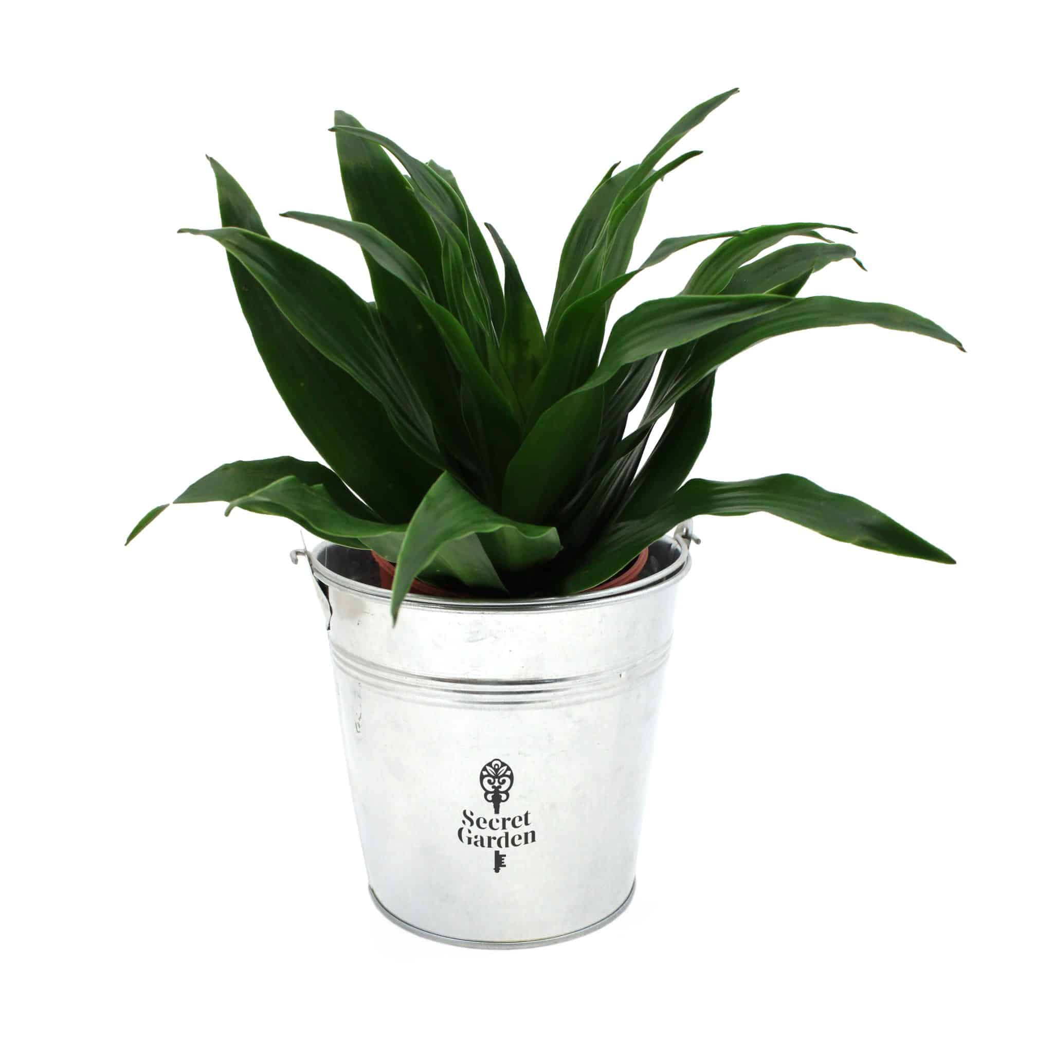 Miniature 2 pour Grande Plante Déco