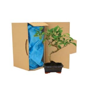 Visuel Bonsaï en carton