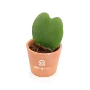 Visuel Hoya