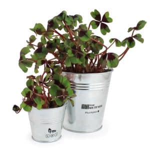 Visuel Trèfle à 4 feuilles poussé - pot 10 cm