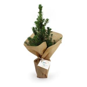 Visuel Sapin de Noël