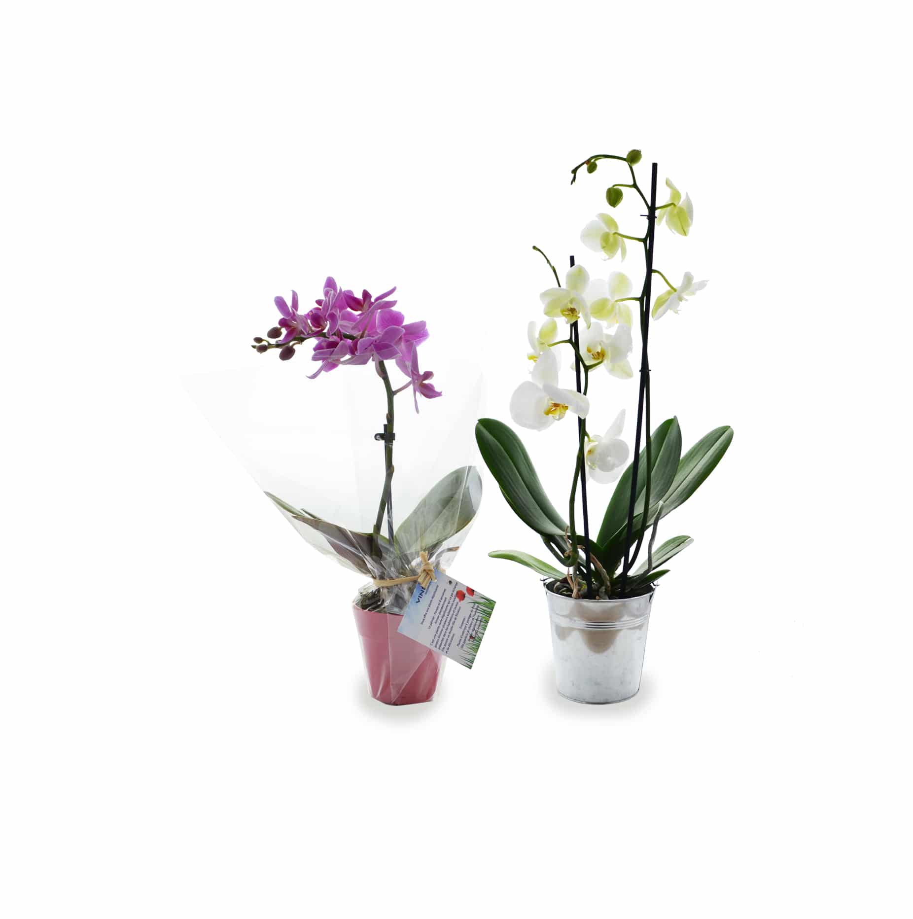Miniature 1 pour L'Orchidée - Grand modèle