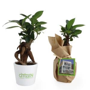 Visuel Le Ficus Ginseng - petit format