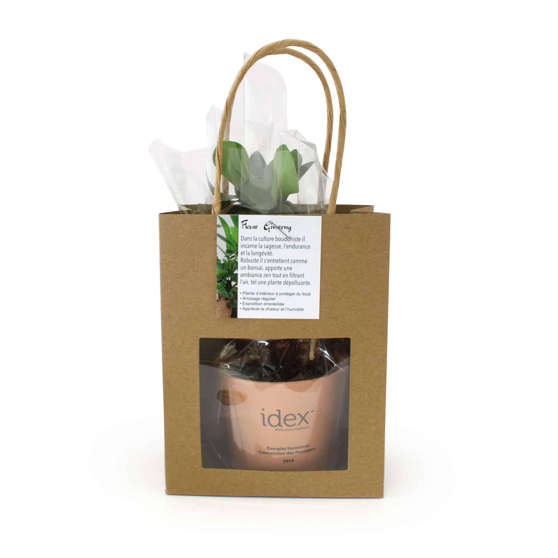 Miniature 2 pour Le Ficus Ginseng - petit format