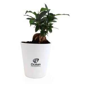 Visuel Le Ficus Ginseng - grand format