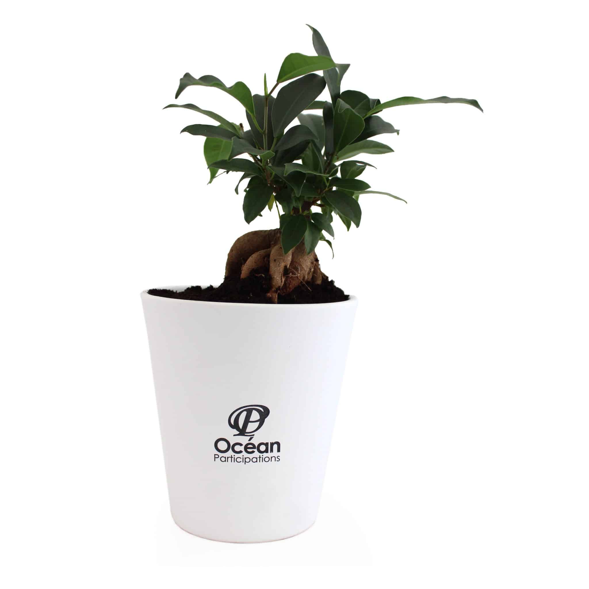 Miniature 1 pour Le Ficus Ginseng - grand format