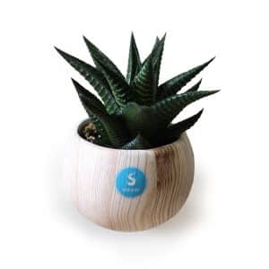 Visuel Plante en pot céramique aimanté