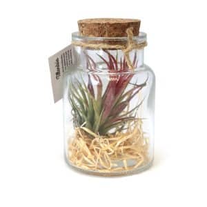 Visuel Terrarium Pot tillandsia petit