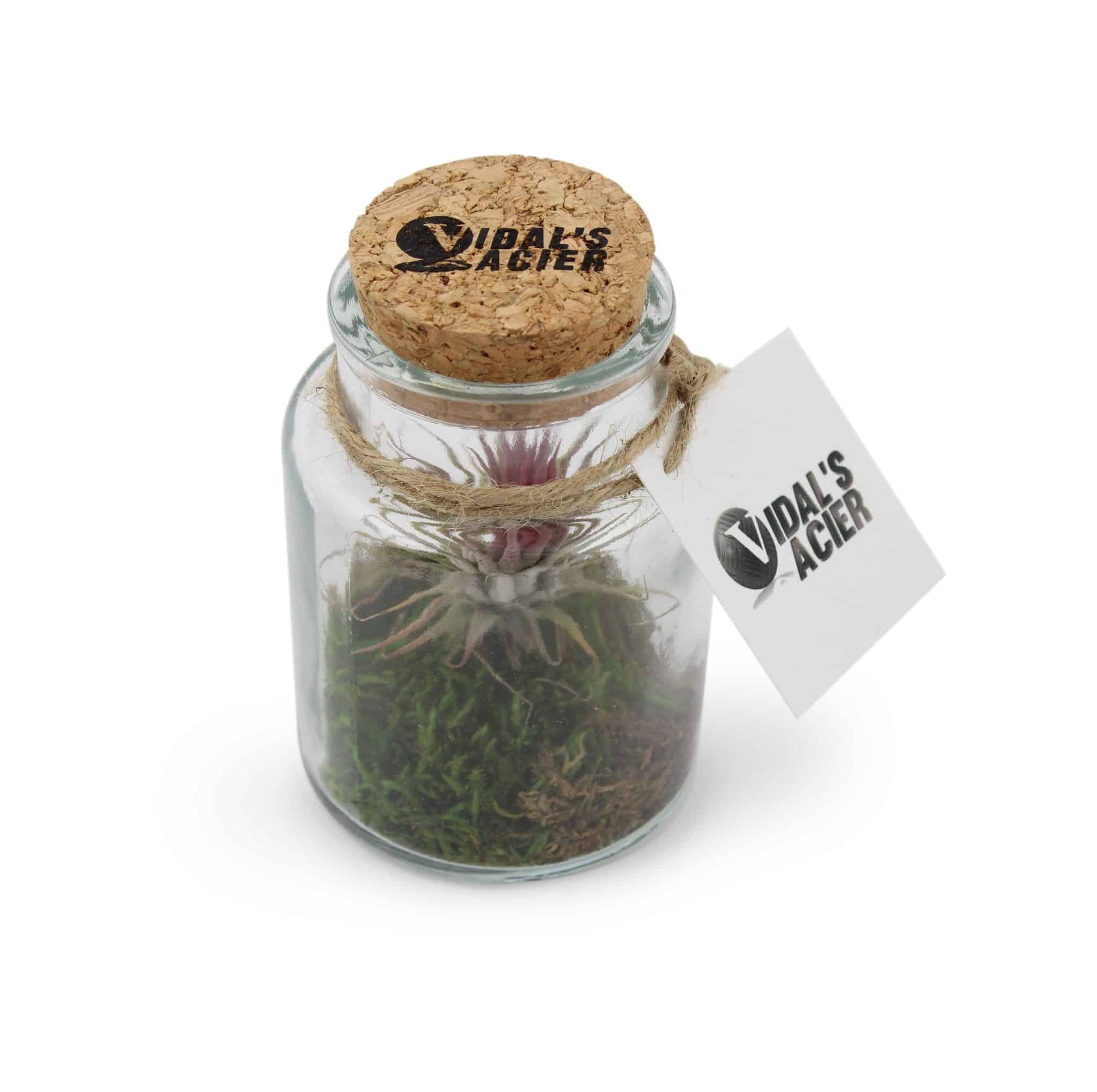 Miniature 2 pour Terrarium Pot tillandsia petit