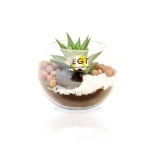 Visuel Mini Terrarium Tillandsia en bouteille