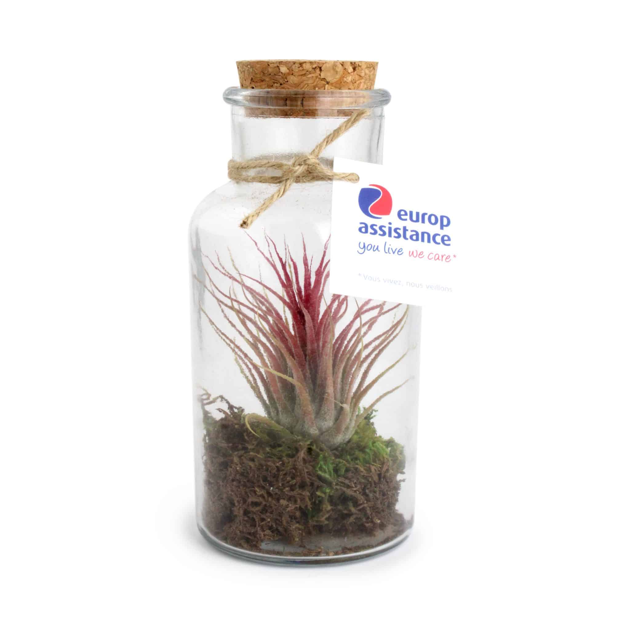 Miniature 4 pour Mini Terrarium Tillandsia en bouteille