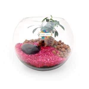 Visuel Terrarium Grand modèle