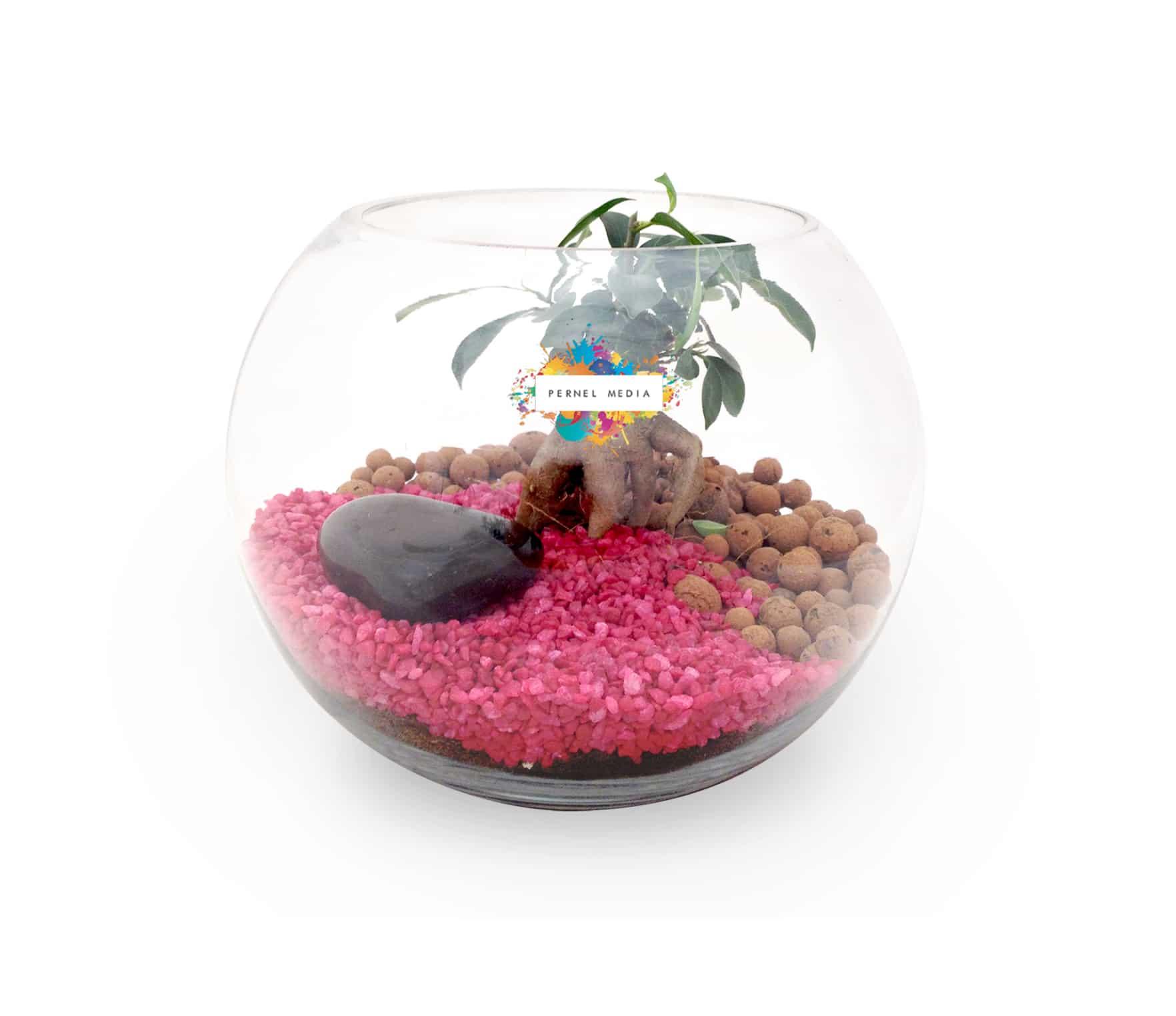 Miniature 1 pour Terrarium Grand modèle