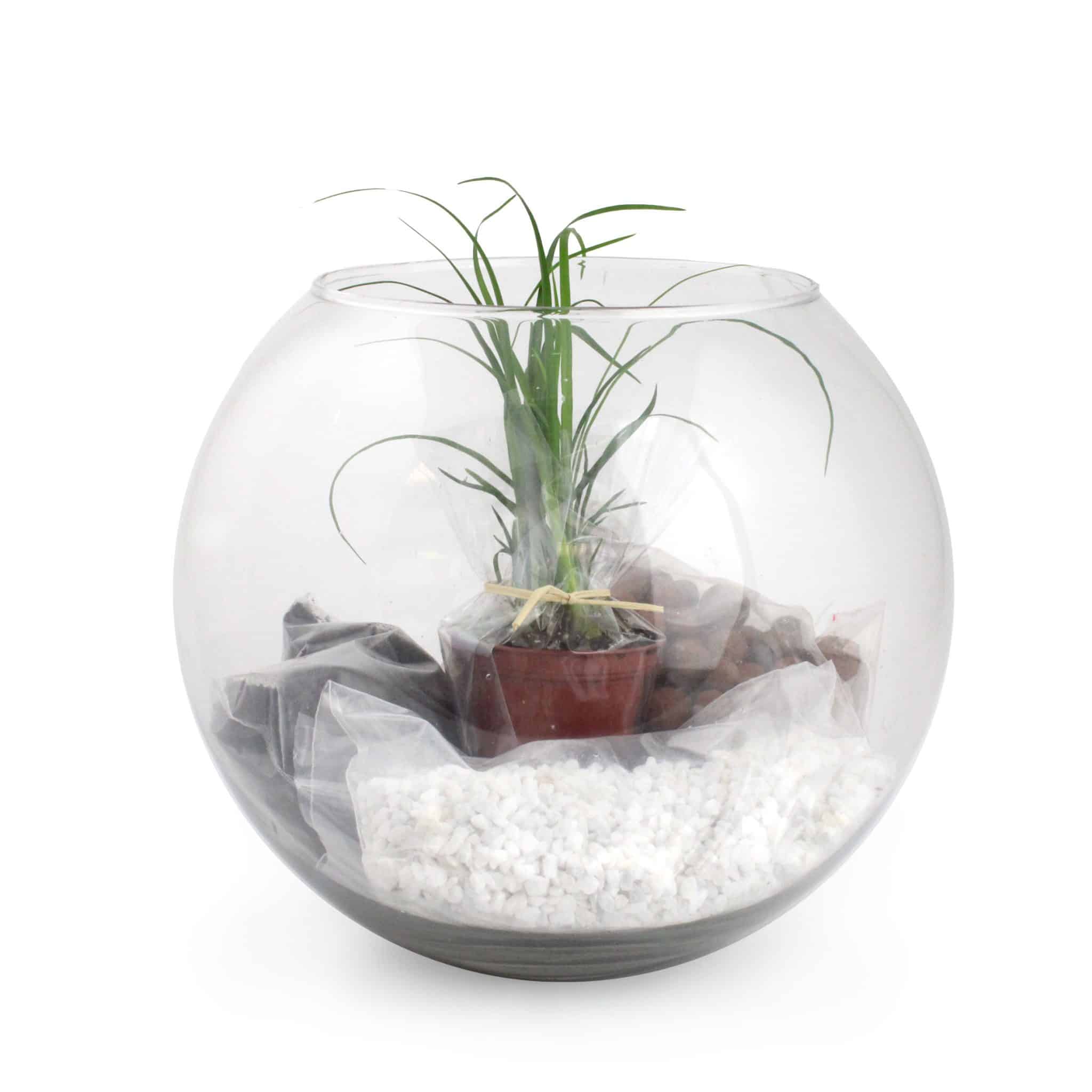 Miniature 4 pour Terrarium Grand modèle
