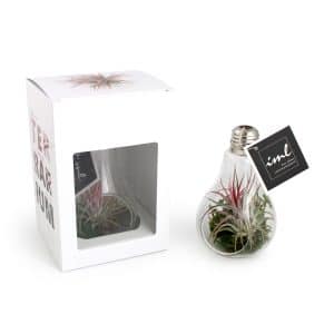 Visuel Tillandsia en AMPOULE Métal