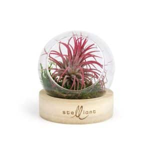 Visuel Terrarium Globe + socle bois