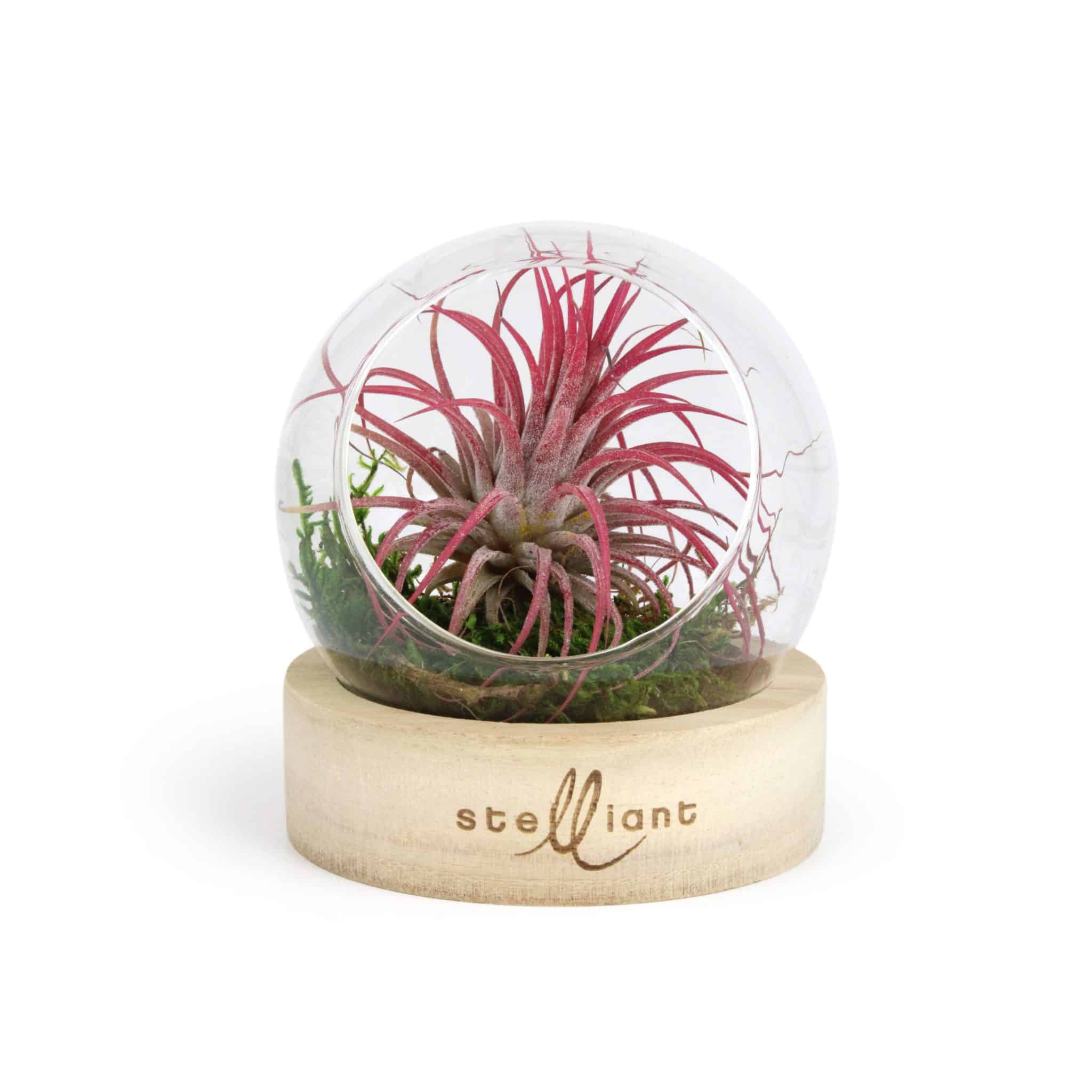 Miniature 1 pour Terrarium Globe + socle bois