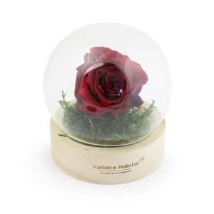 Visuel Rose éternelle
