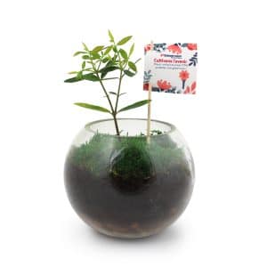 Visuel Globe