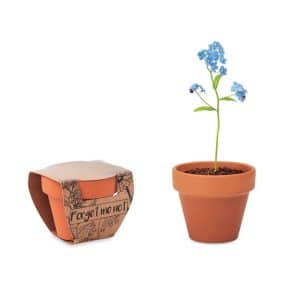Visuel Forget me not