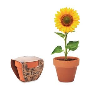 Visuel Sunflower