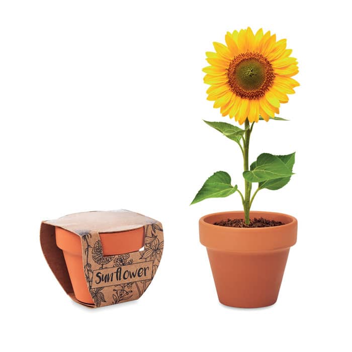 Miniature 1 pour Sunflower