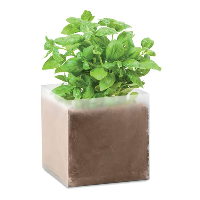 Miniature 1 pour Basil