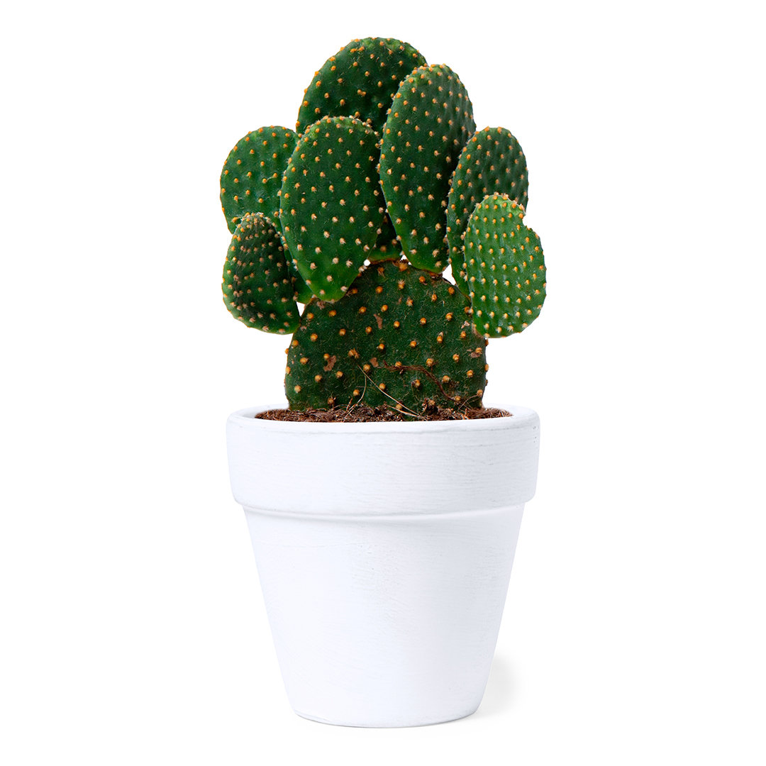 Miniature 3 pour Pot de Fleurs Bofe - personnalisable