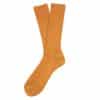 curcuma