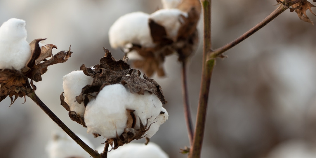 Nos matériaux : le coton biologique