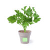 Pot de fleurs 2