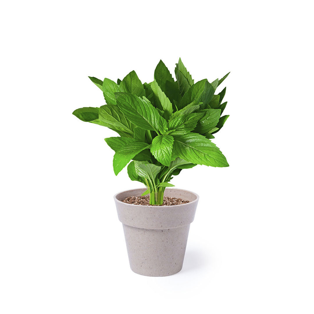 Miniature 3 pour Set Pot de Fleurs Hinunudu - personnalisable